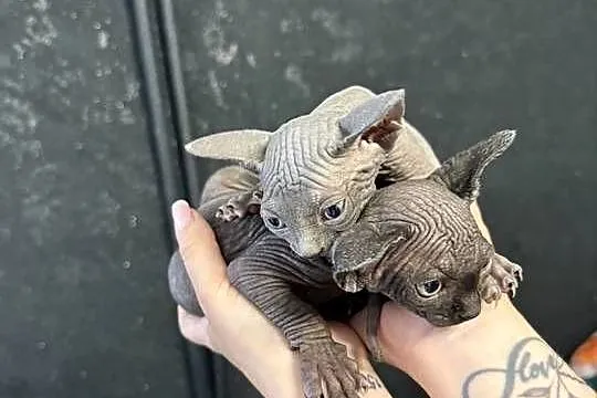 Sfinks