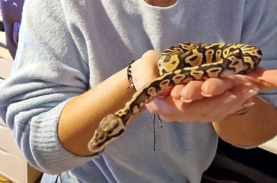 Pyton królewski
