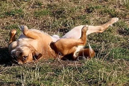 Papardel przylepka, wesoły, bardzo grzeczny i przy
