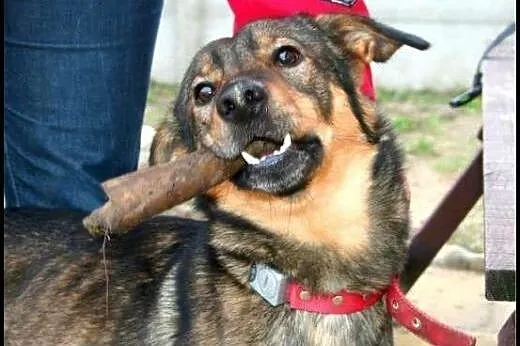 5 letni TOBI szuka domku, takiego na zawsze