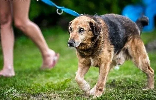 Laner marzy o kochającym domu, mazowieckie Warsza