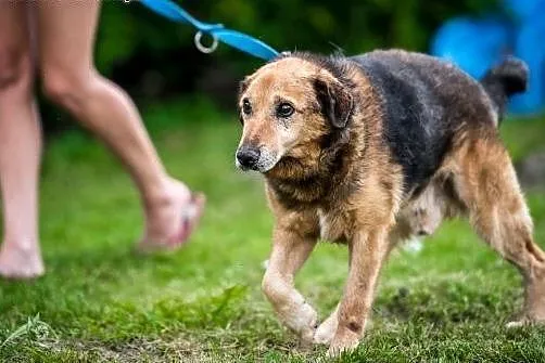 Laner marzy o kochającym domu,  mazowieckie Warsza