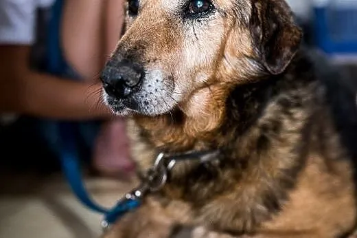 Laner marzy o kochającym domu,  mazowieckie Warsza