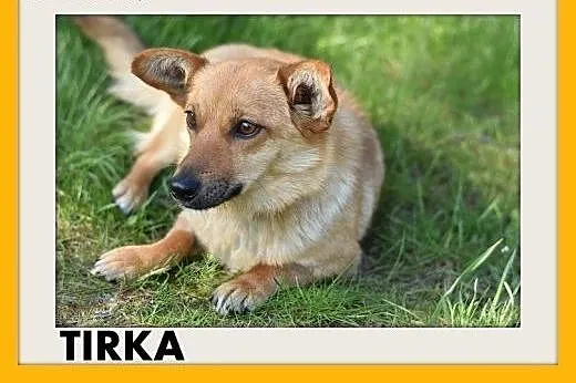 TIRKA,mała suczka,krótkie łapki,łagodna,domowa,spo