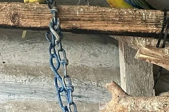 Papugi faliste, Małopolskie, Łysa Góra