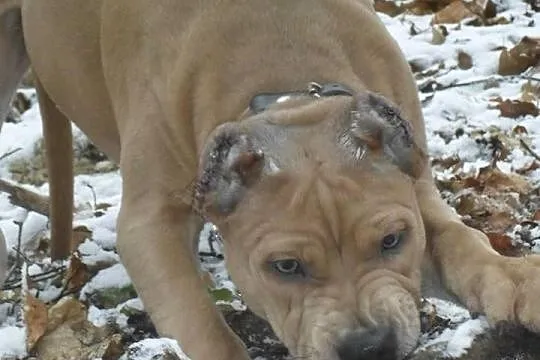 Pitbull blue fawn
