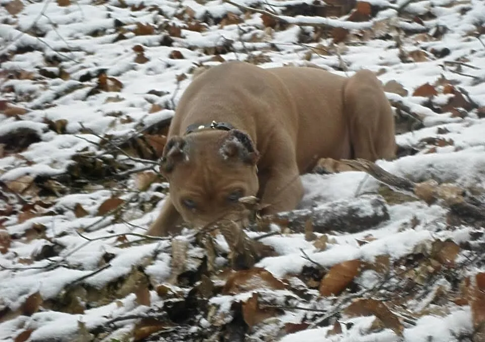 Pitbull blue fawn