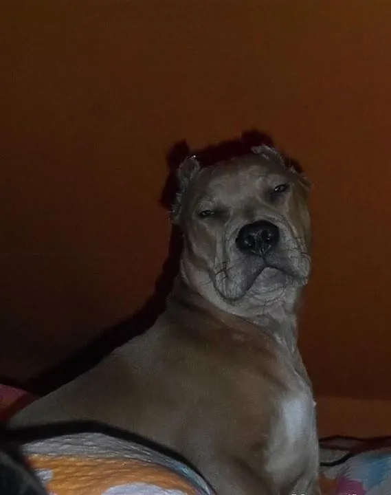 Pitbull blue fawn