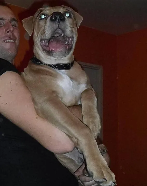 Pitbull blue fawn