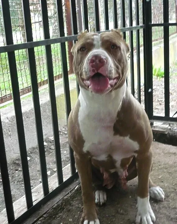 Pitbull blue fawn