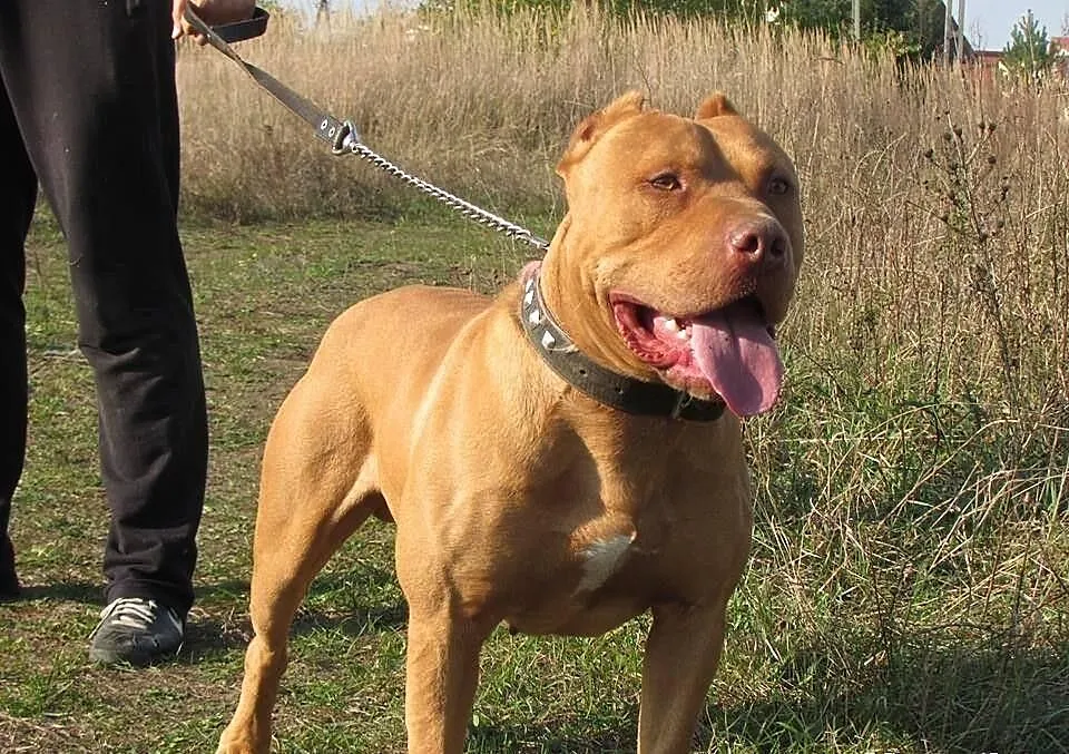 Pitbull blue fawn