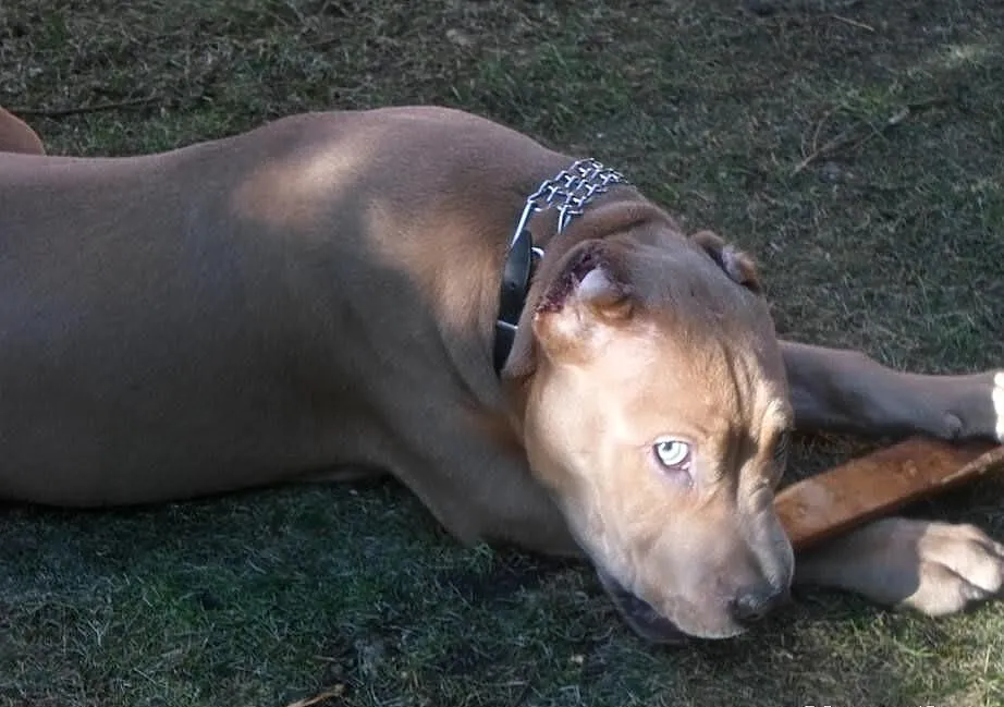 Pitbull blue fawn