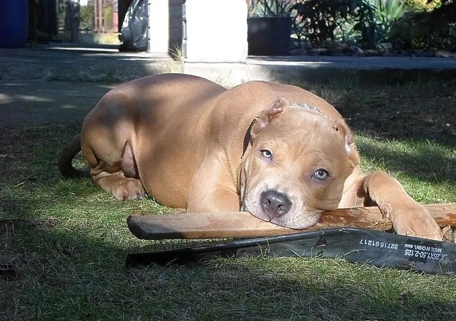 Pitbull blue fawn