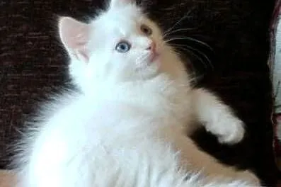 MCO Biały Maine Coon PRAWDZIWA PEREŁKA