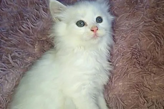 MCO Biały Maine Coon PRAWDZIWA PEREŁKA, Lubelskie, Annopol