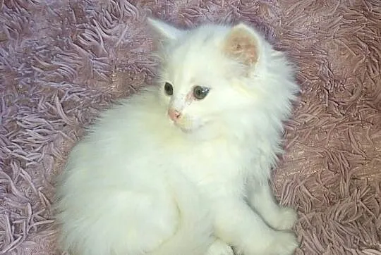 MCO Biały Maine Coon PRAWDZIWA PEREŁKA, Lubelskie, Annopol