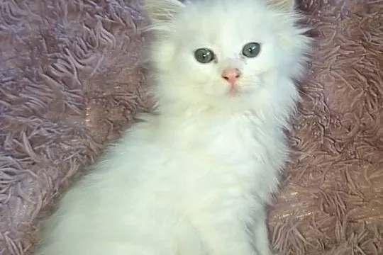 MCO Biały Maine Coon PRAWDZIWA PEREŁKA, Lubelskie, Annopol