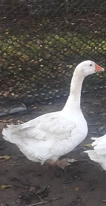 Sprzedam gęś, Lubelskie, Zamość