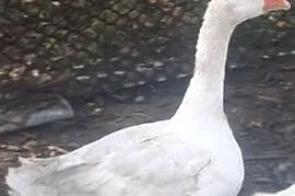 Sprzedam gęś