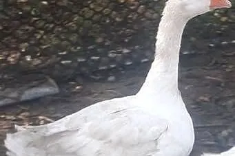 Sprzedam gęś, Lubelskie, Zamość