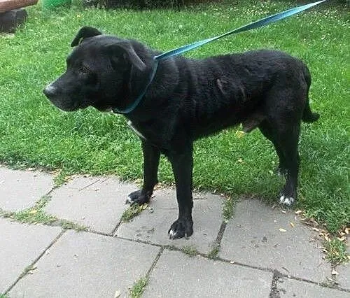 Czarny w typie labradora tęskni za domem, zachodn