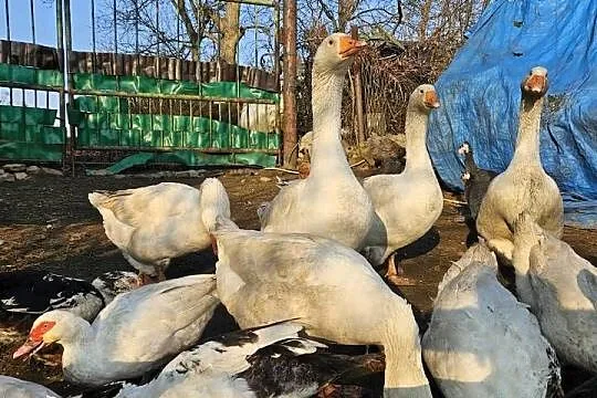 Gęsi białe Swojskie