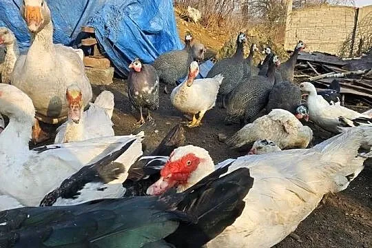Gęsi białe Swojskie, Śląskie, Boguchwałowice