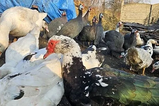 Gęsi białe Swojskie, Śląskie, Boguchwałowice