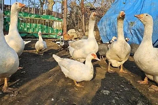 Gęsi białe Swojskie, Śląskie, Boguchwałowice