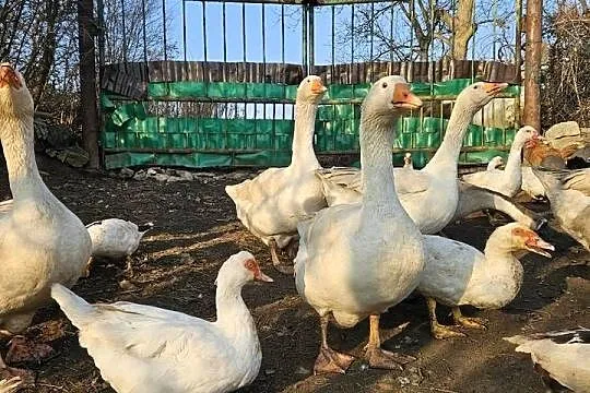 Gęsi białe Swojskie, Śląskie, Boguchwałowice