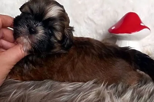 Shih-Tzu