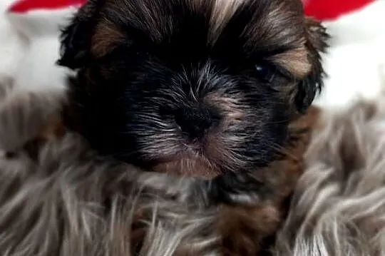 Shih-Tzu, Opolskie, Strzelce Opolskie