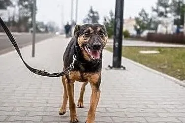 KRUKI śmiga jak rakieta, prawdziwy z niego lekkoatleta :), Świętokrzyskie, Kielce