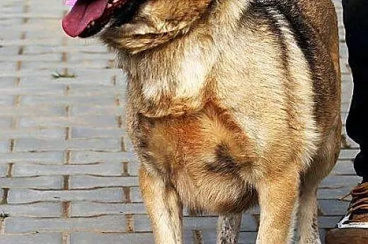 NATKA młodziutka sunia kundelek polski- wdzięczna,