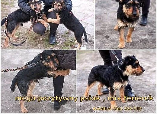 Bercik - mega pozytywny psiak , mix terierek, maz