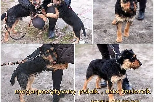 Bercik - mega pozytywny psiak , mix terierek,  maz