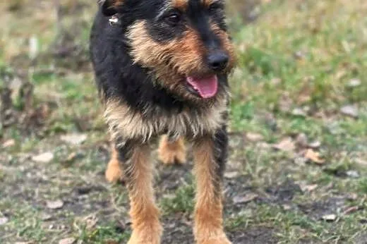 Bercik - mega pozytywny psiak , mix terierek,  maz