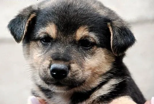 Gouda suczka szczeniak 7 tyg. ADOPCJA, małopolski