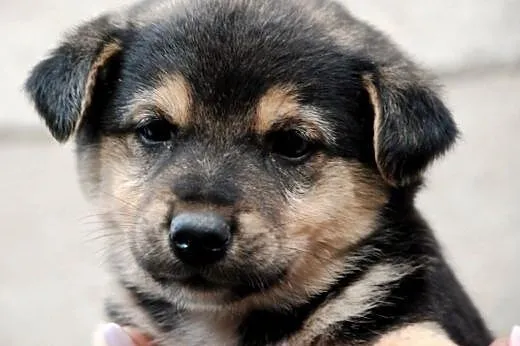 Gouda suczka szczeniak 7 tyg. ADOPCJA,  małopolski