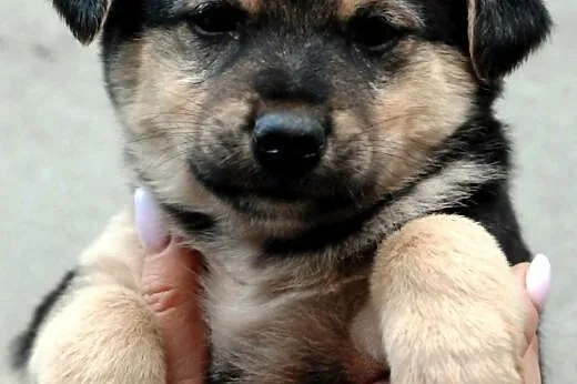 Gouda suczka szczeniak 7 tyg. ADOPCJA,  małopolski