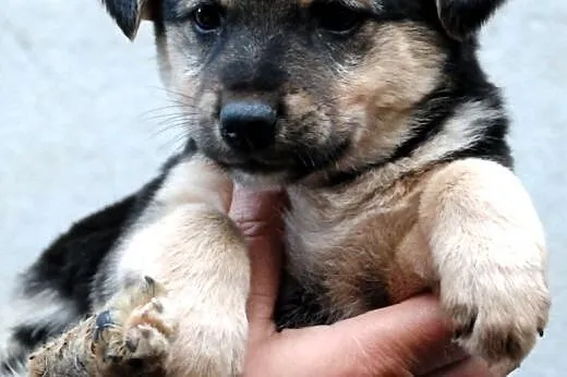 Gouda suczka szczeniak 7 tyg. ADOPCJA,  małopolski