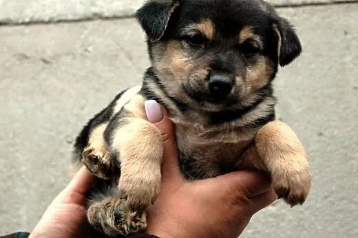 Gouda suczka szczeniak 7 tyg. ADOPCJA,  małopolski