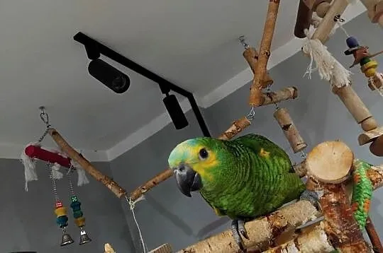 Amazonka niebieskoczelna  ręcznie karmione, Pomorskie, Prabuty