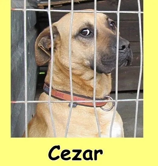 Cezar - pozytywny psiak do adopcji, dolnośląskie