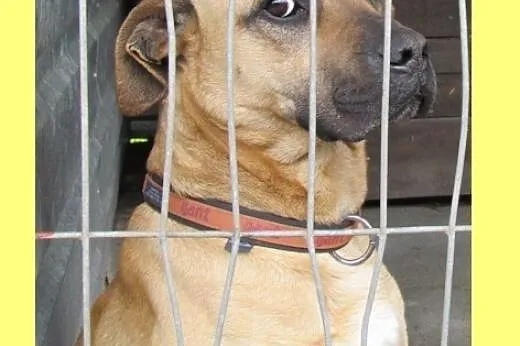 Cezar - pozytywny psiak do adopcji, dolnośląskie Wrocław