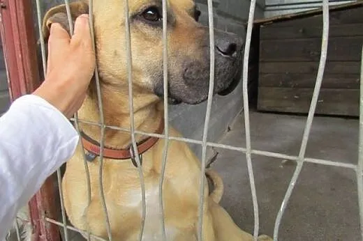 Cezar - pozytywny psiak do adopcji,  dolnośląskie 