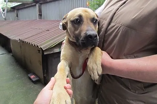 Cezar - pozytywny psiak do adopcji,  dolnośląskie 