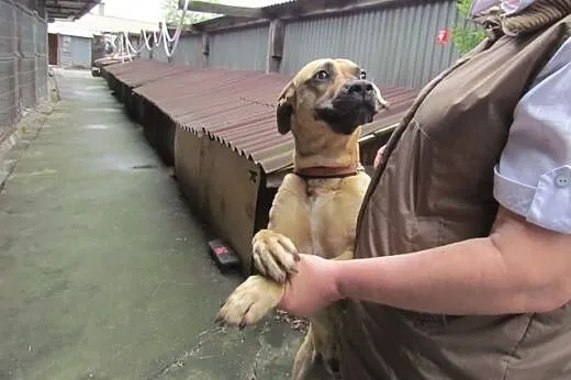 Cezar - pozytywny psiak do adopcji,  dolnośląskie 