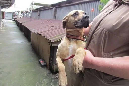 Cezar - pozytywny psiak do adopcji,  dolnośląskie 