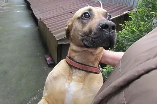 Cezar - pozytywny psiak do adopcji,  dolnośląskie 